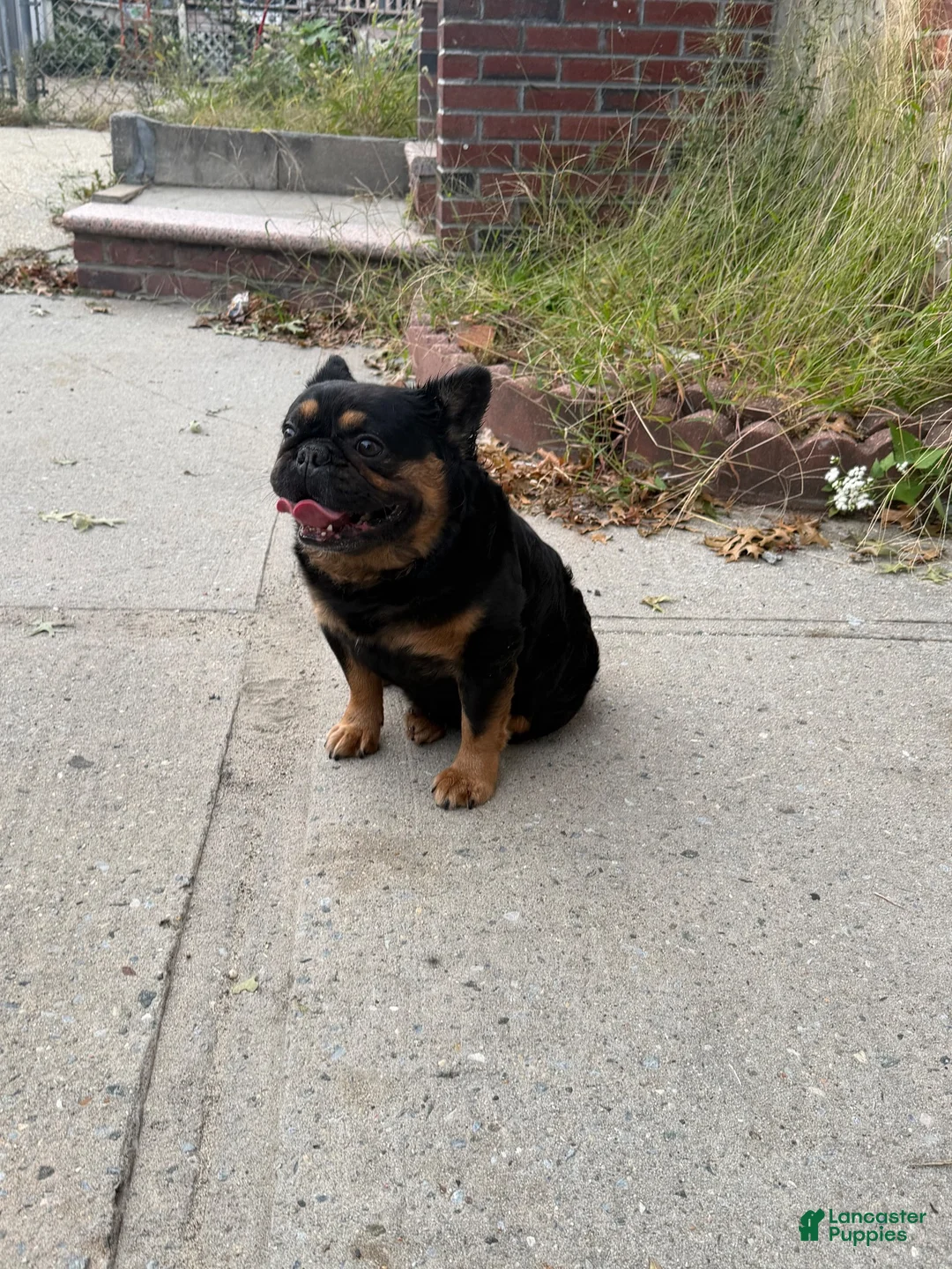 French Bulldog dogs for sale: French Bulldog 1 - Ad 4