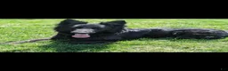 German Shepherd dogs for sale: Sarge - Ad 6