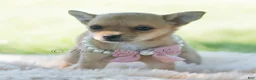 Chihuahua dogs for sale: Pumpkin - Ad 8
