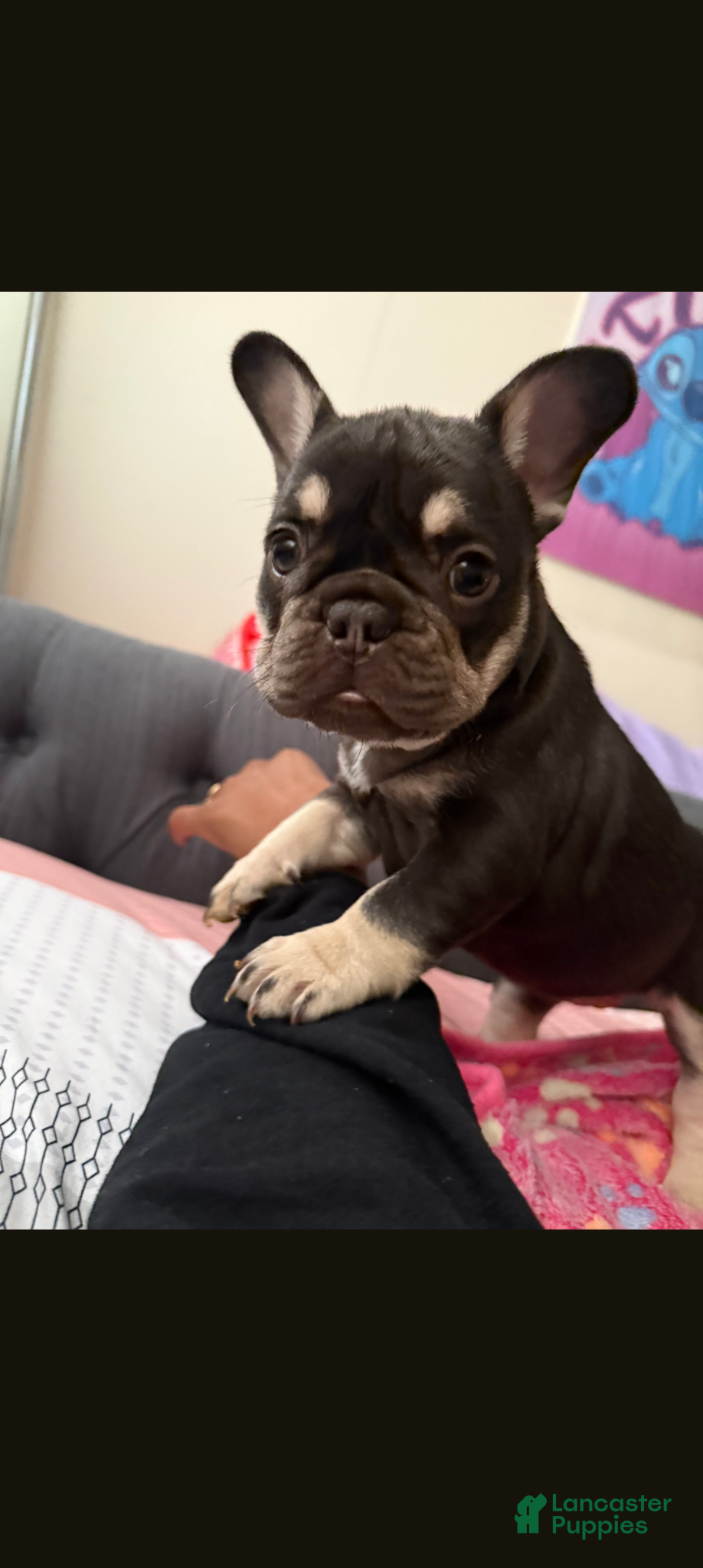 French Bulldog dogs for sale: French Bulldog Puppy 2 - Ad 3