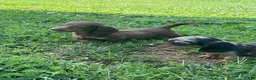 Miniature Dachshund dogs for sale: Scarlet  - Ad 6