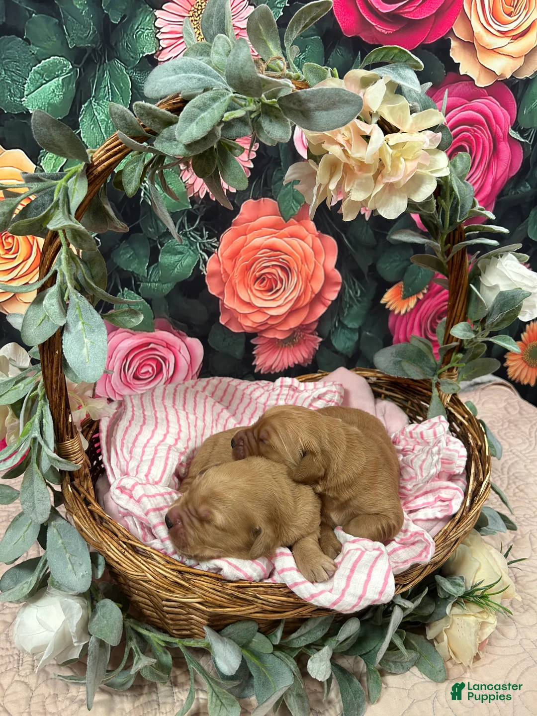 Golden Retriever dogs for sale: King - Ad 1