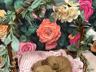 Golden Retriever dogs for sale: King - Ad 3