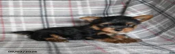 Yorkshire Terrier dogs for sale: Dumpling - Ad 4
