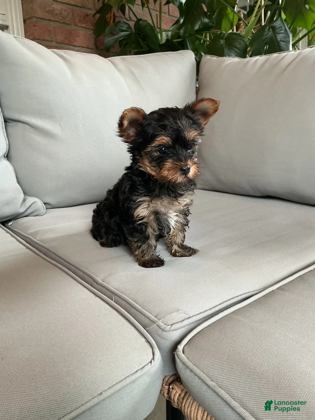 Yorkshire Terrier dogs for sale: Sophie - Ad 6