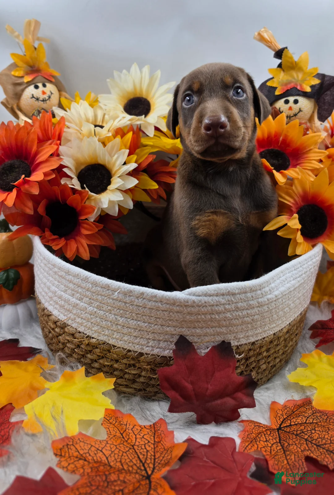 Doberman Pinscher dogs for sale: Ferrari - Ad 2