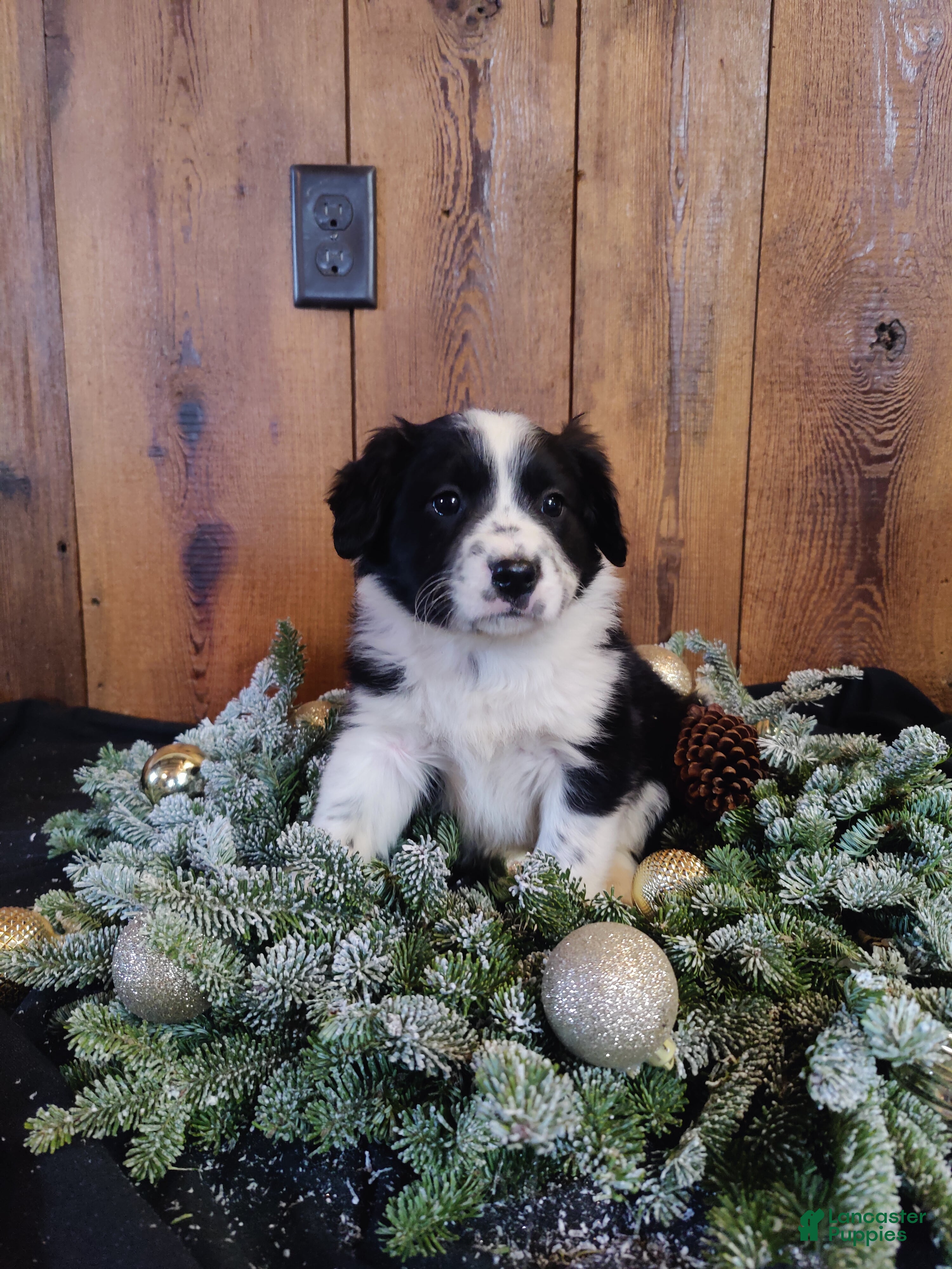 Mixed Breed dogs Lincoln - Ad 9