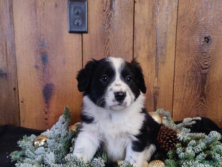 Mixed Breed dogs Lincoln - Ad 6