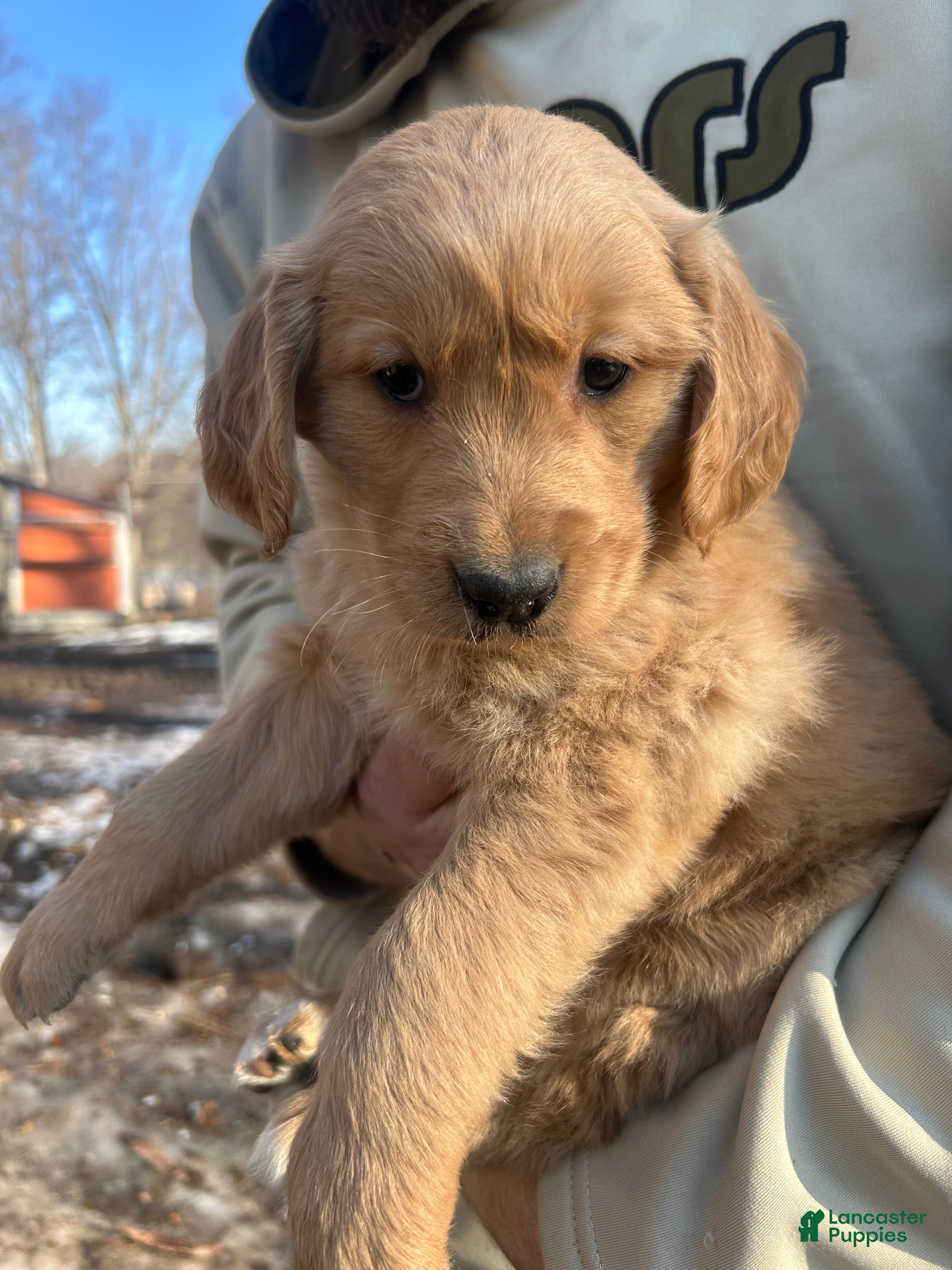 Golden Retriever dogs Molly  - Ad 1