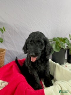 Goldendoodle dogs Tatter-Tot - Ad 1