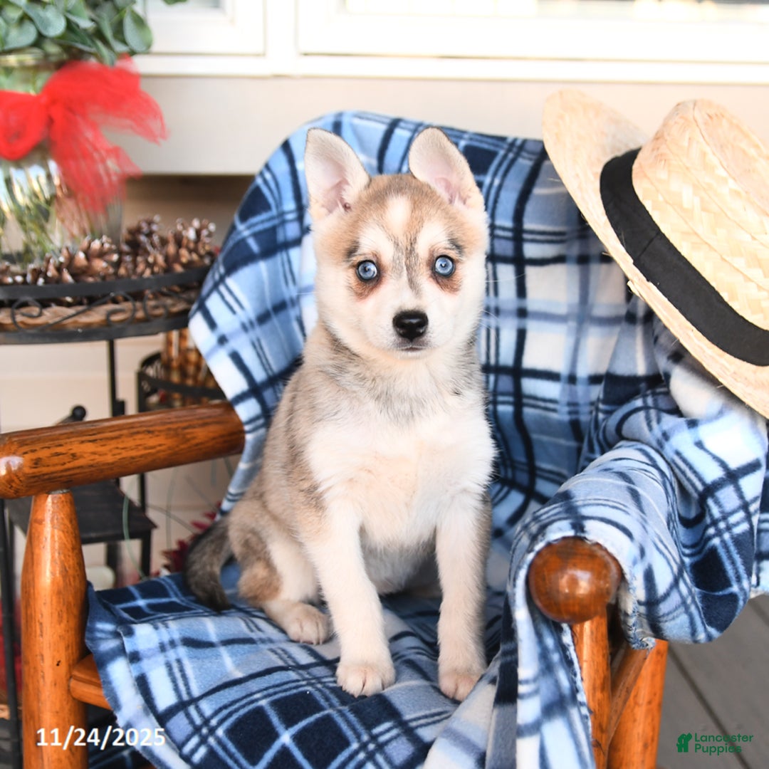 Alaskan Klee Kai dogs for sale: Tessa - Ad 1