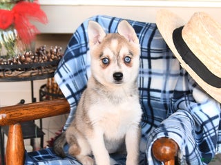 Alaskan Klee Kai dogs Tessa - Ad 5