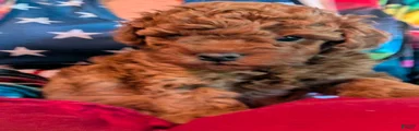Toy Poodle 2