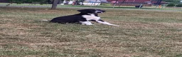 Mixed Breed dogs for sale: Mixed Breed 1 - Ad 1