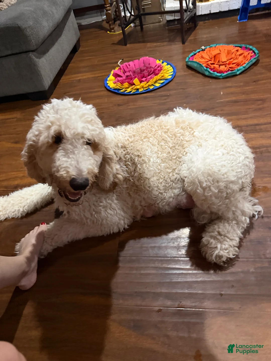Goldendoodle dogs for sale: Mocha - Ad 8
