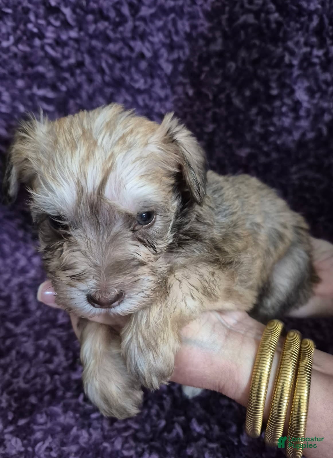 Miniature Schnauzer dogs Girl 1 - Ad 1