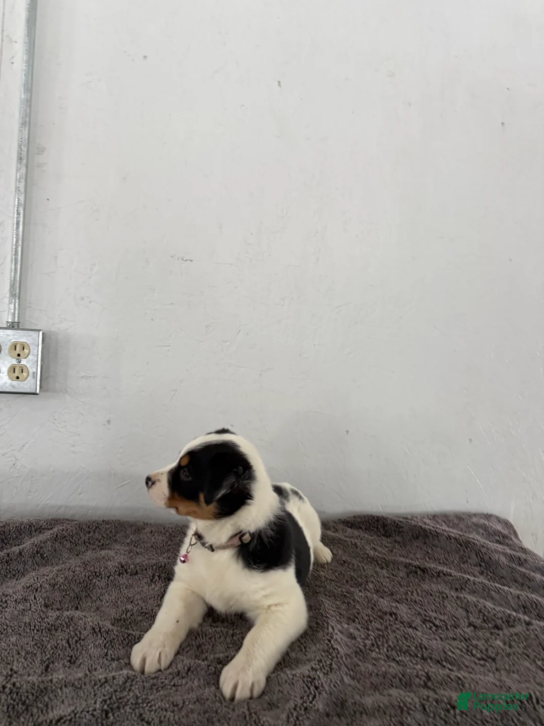 Mixed Breed dogs for sale: Buttercup - Ad 9
