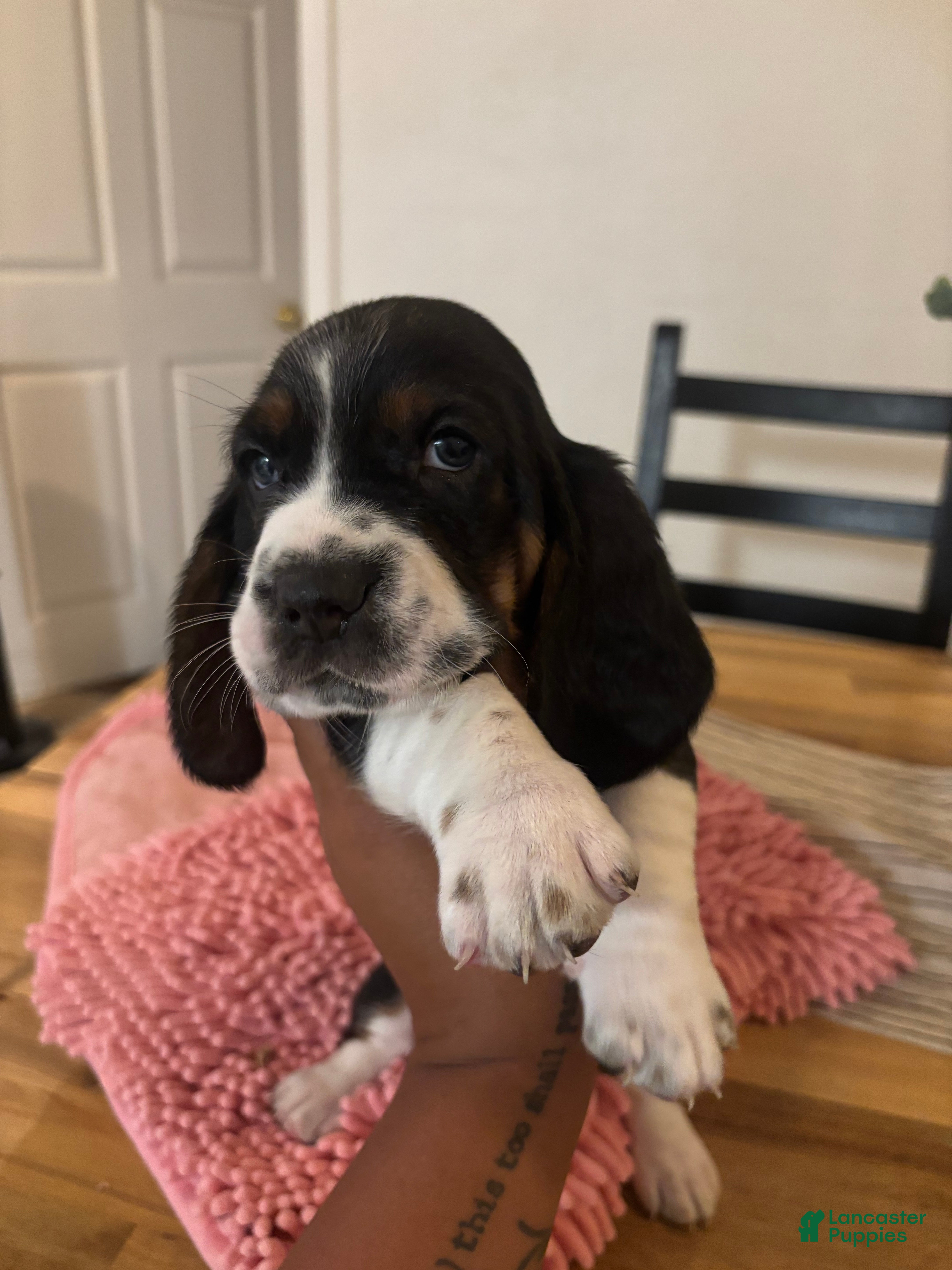 Basset Hound dogs Basset Hound 2 - Ad 30