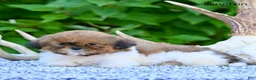 Shih Tzu dogs for sale: Remi - Ad 5