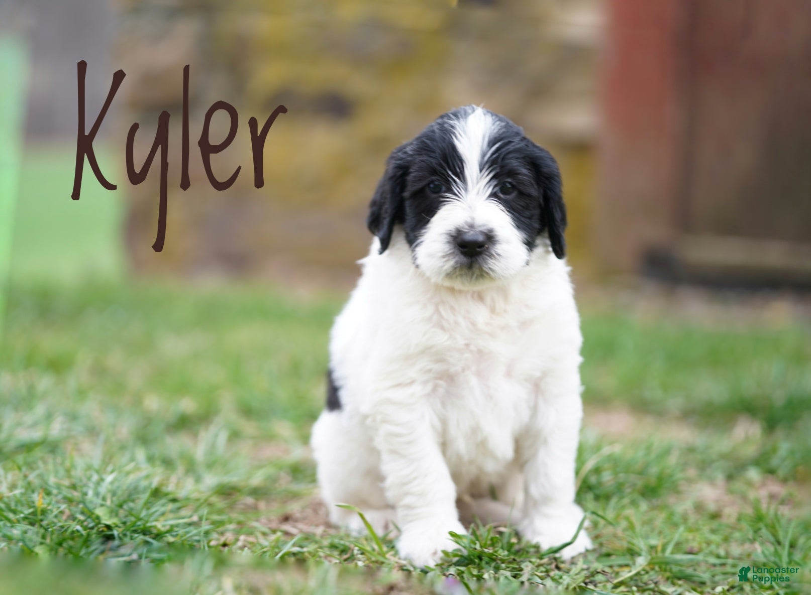 Portuguese Water Dog dogs Kyler - Ad 1
