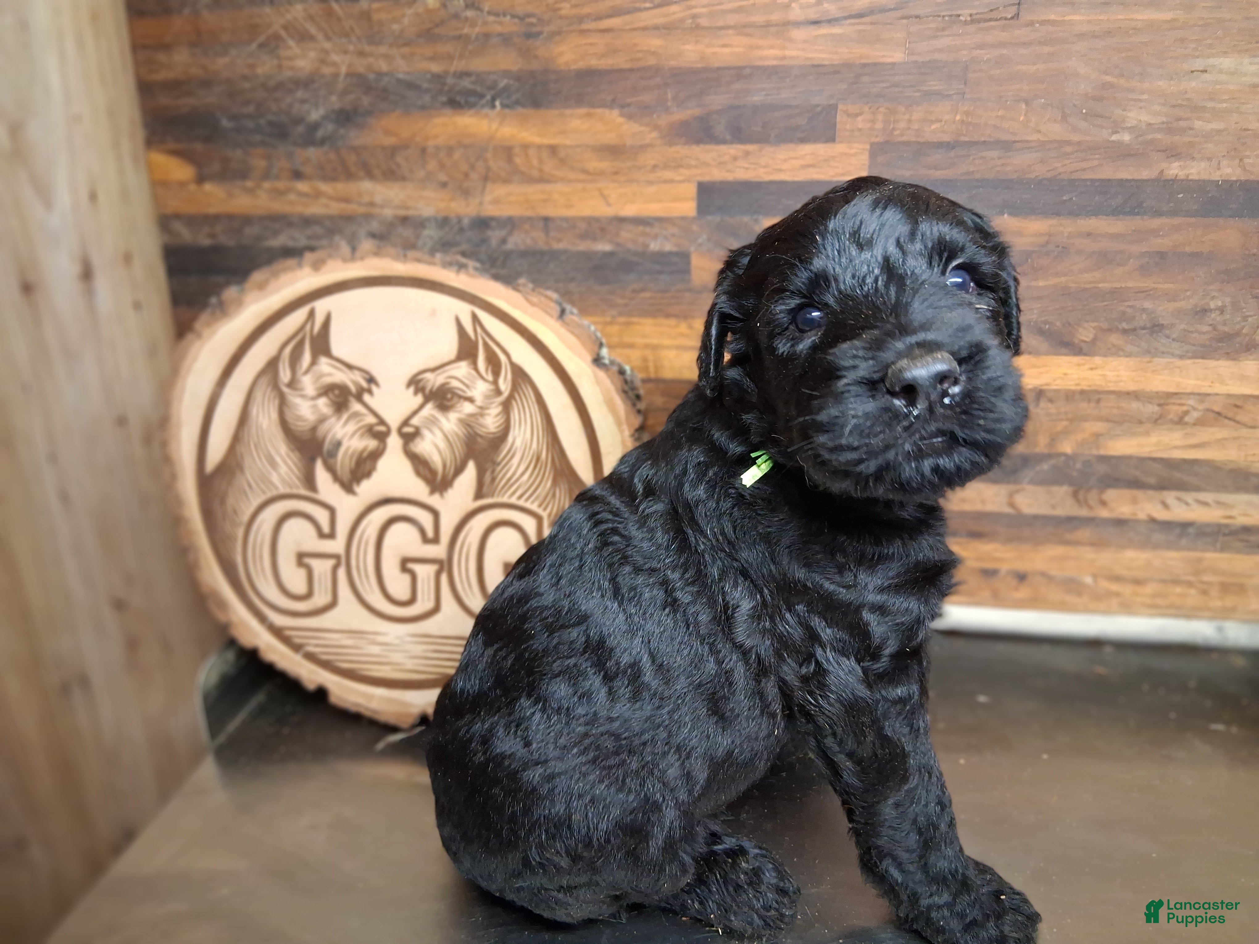 Giant Schnauzer dogs Shadow - Ad 2