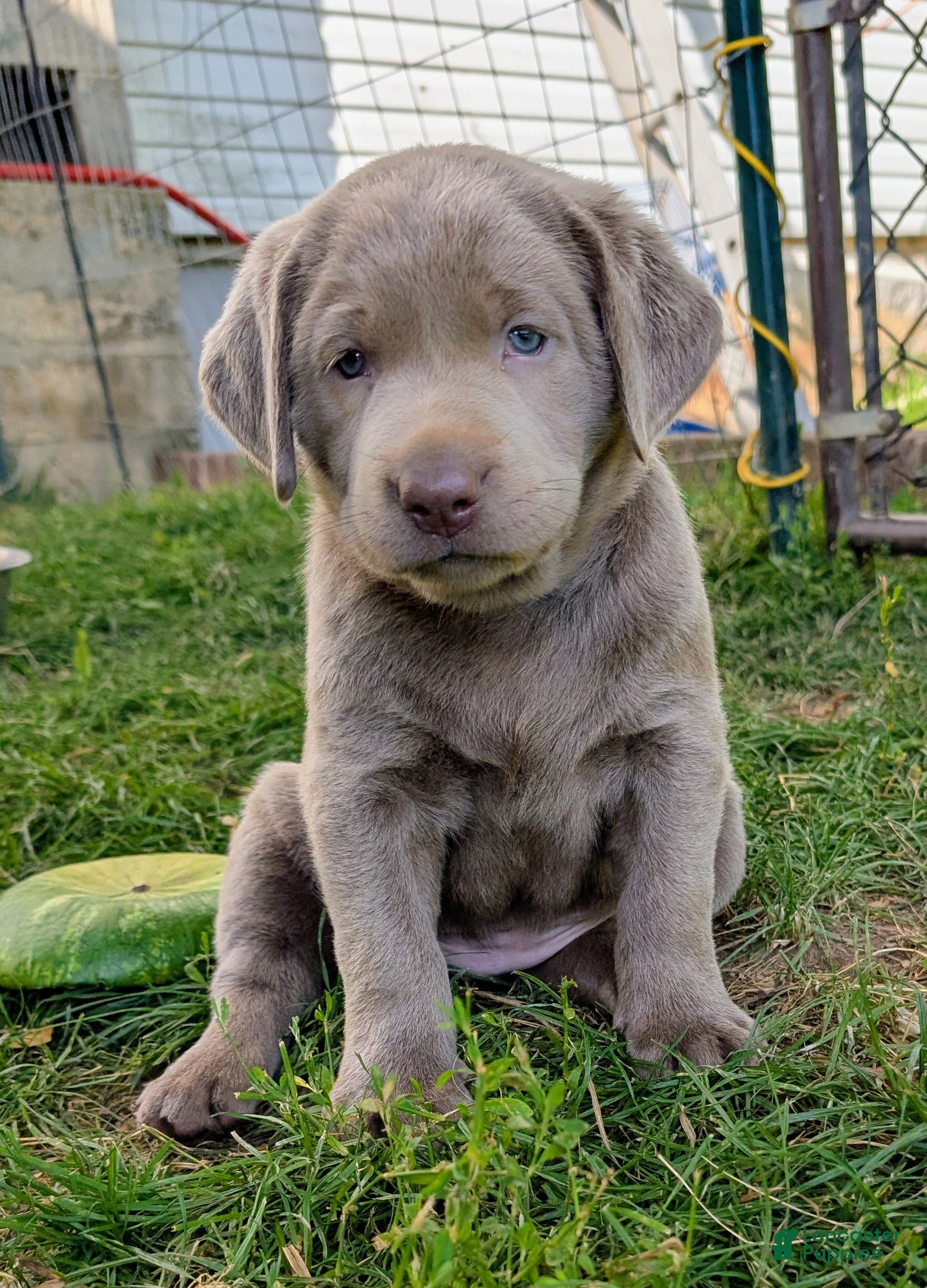 Labrador Retriever dogs Cherry - Ad 2