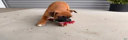 Boxer dogs for sale: Bethany - Ad 3