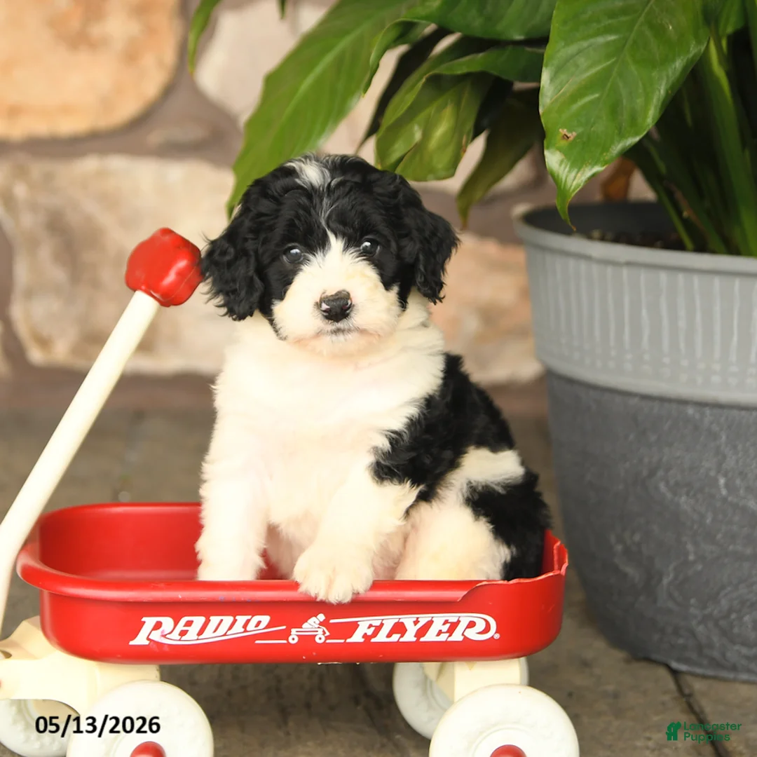 Double Doodle dogs for sale: Misty - Ad 1