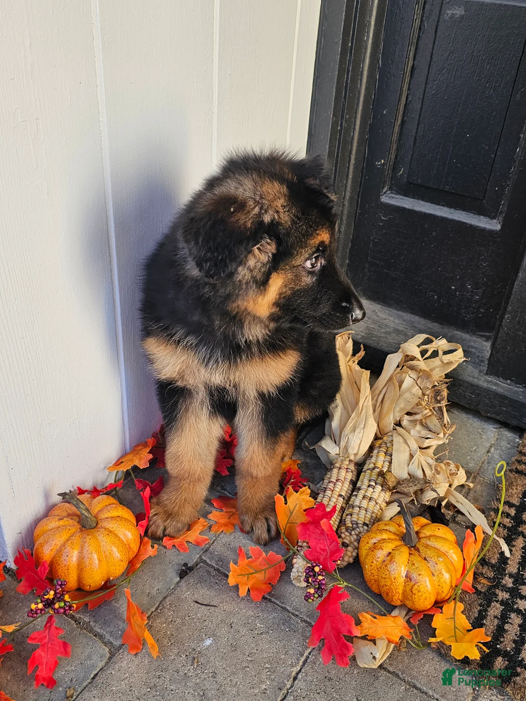 German Shepherd dogs for sale: Sarge - Ad 2