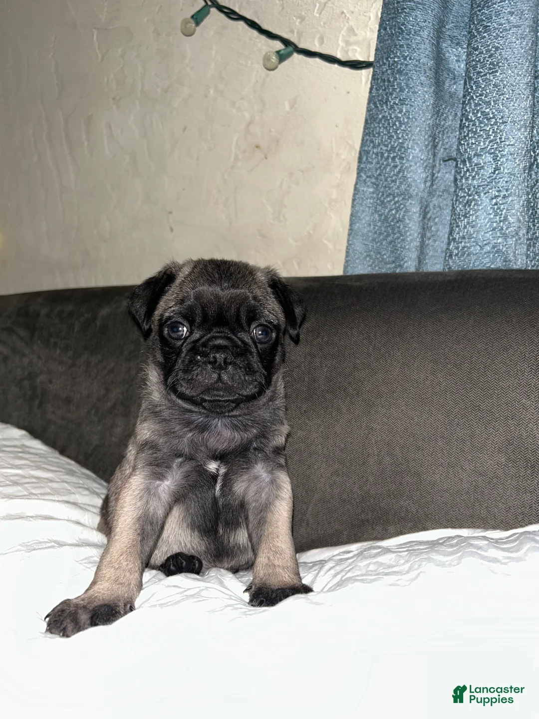 Pug dogs for sale: Pug 2 - Ad 2