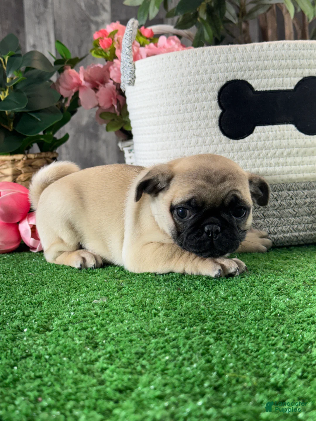 Pug dogs for sale: Petunia  - Ad 5