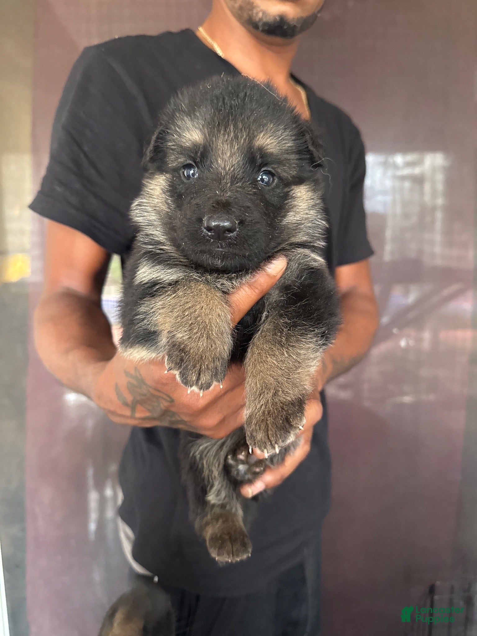 German Shepherd dogs German Shepherd 2 - Ad 28