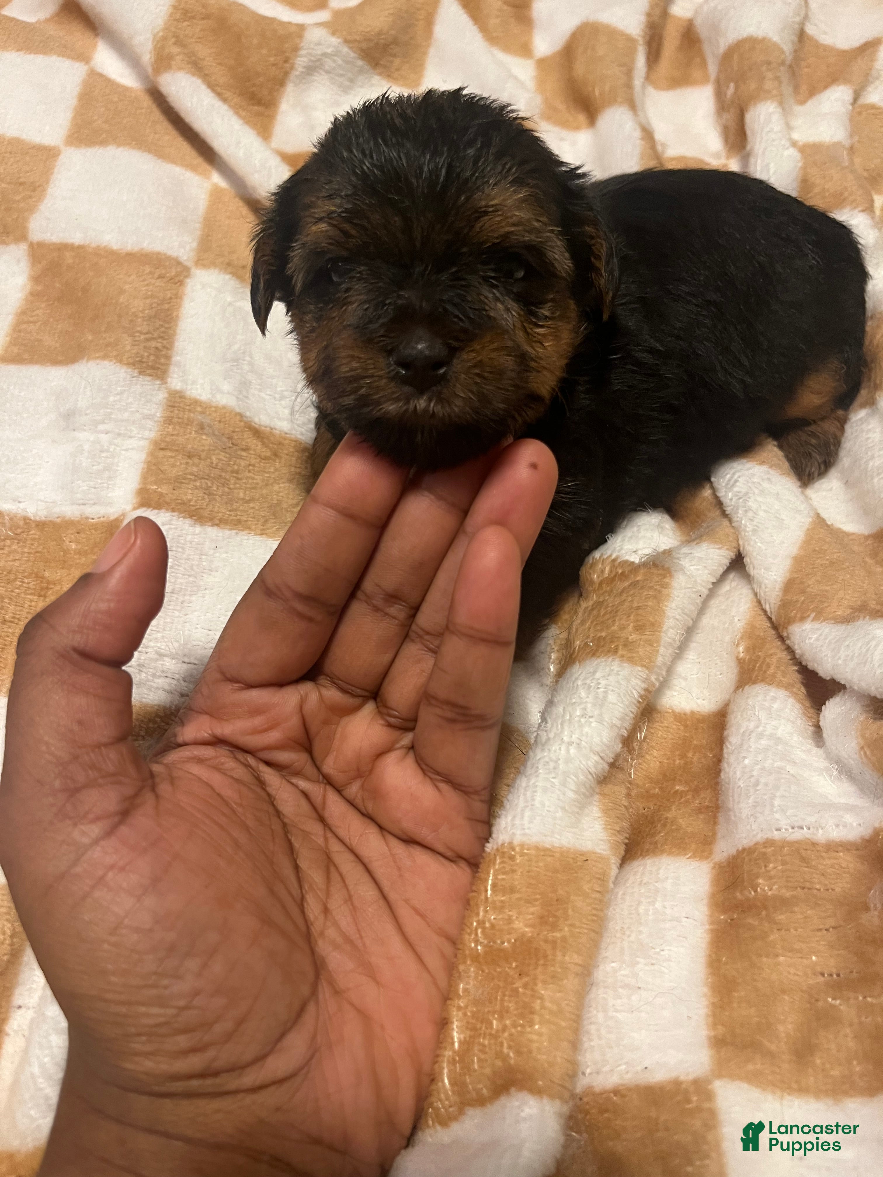 Yorkiepoo dogs Porky - Ad 15