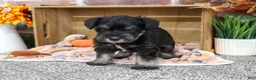 Miniature Schnauzer dogs for sale: Patrick - Ad 4