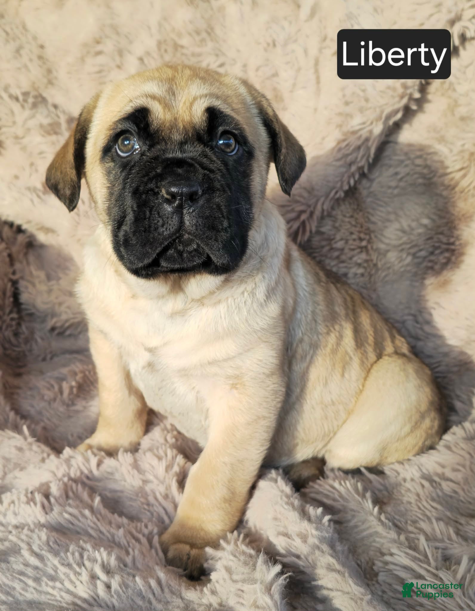 Cane Corso dogs Liberty  - Ad 22