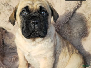 Cane Corso dogs Liberty - Ad 22