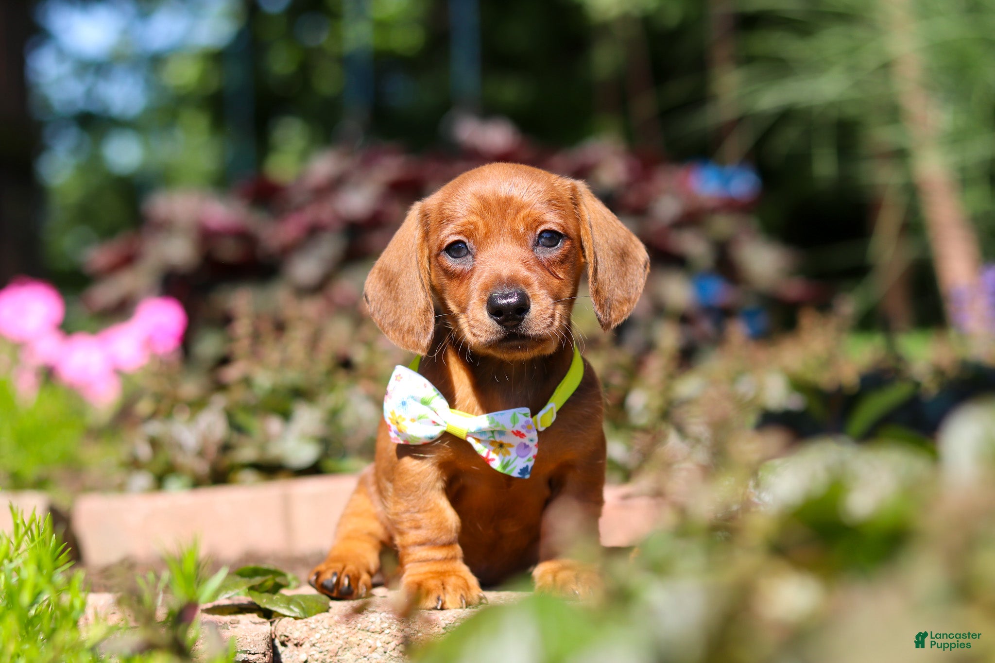 Miniature Dachshund dogs Alex - Ad 2