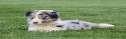Border Collie dogs for sale: Walker - Ad 4