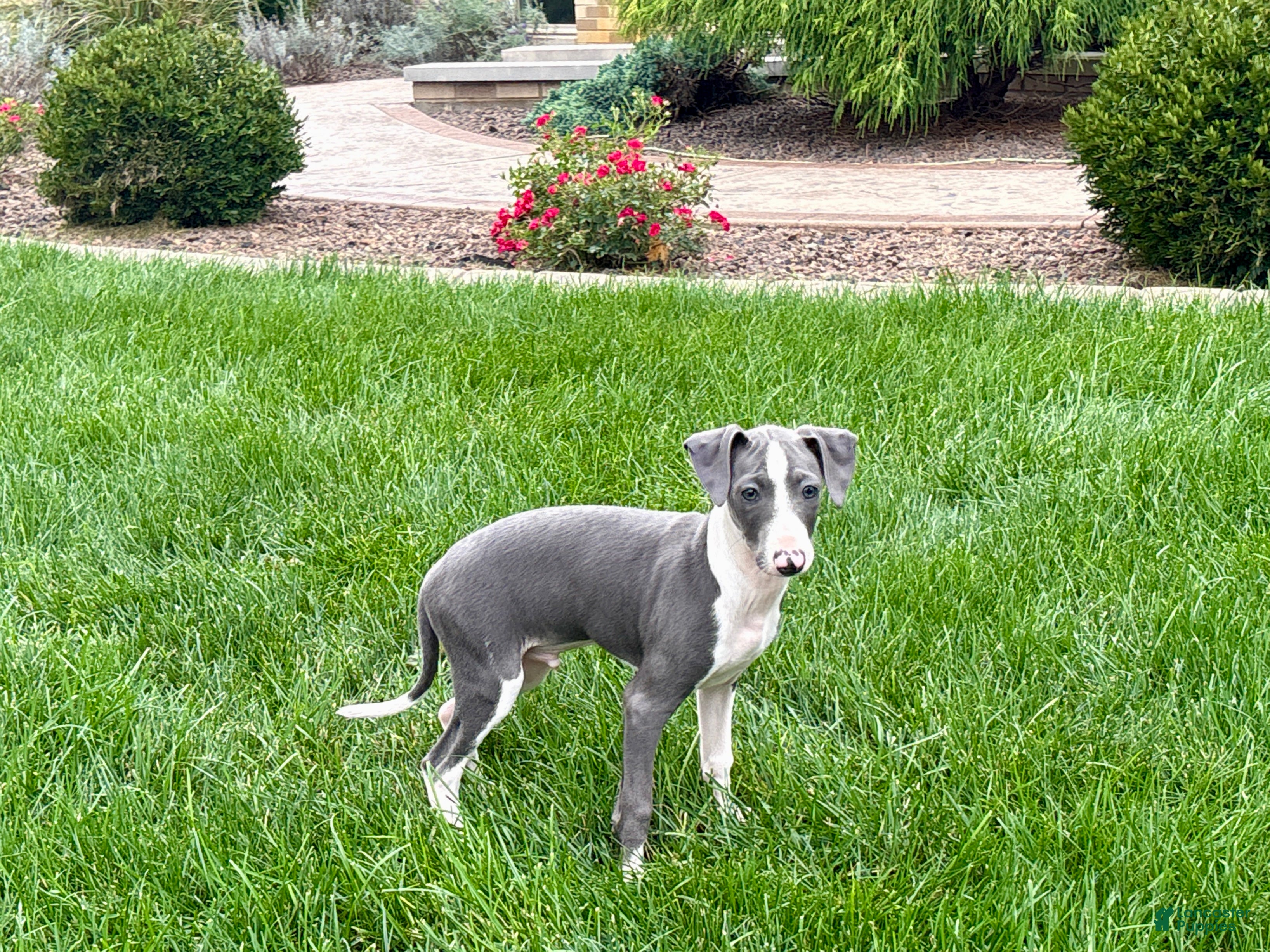 Italian Greyhound dogs for sale: Connor  - Ad 1