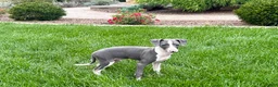 Italian Greyhound dogs for sale: Connor  - Ad 1