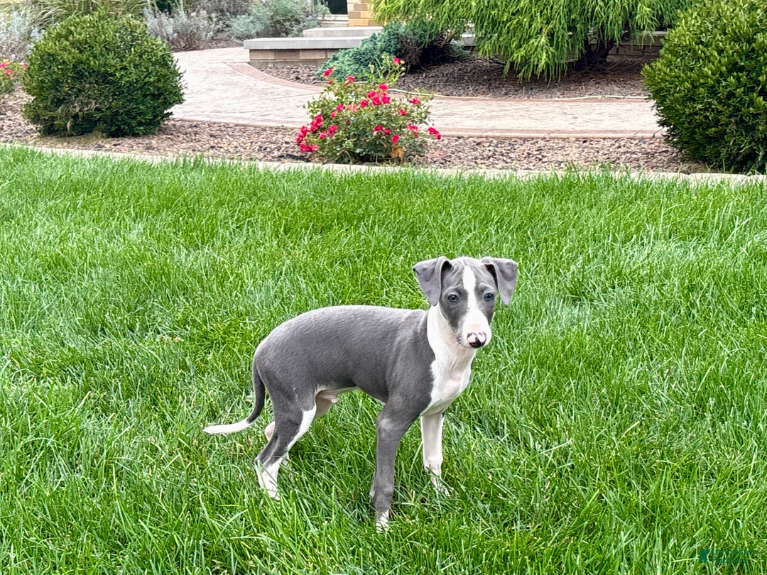 Italian Greyhound dogs for sale: Connor  - Ad 1