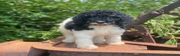 Standard Poodle dogs for sale: Trixy - Ad 4