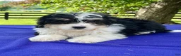 Bernedoodle dogs for sale: Nelson - Ad 1