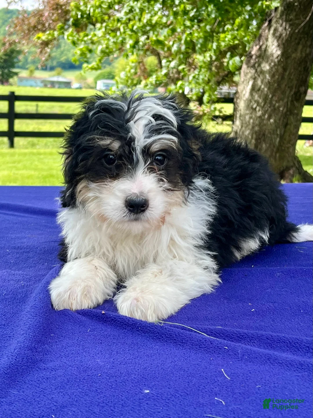 Bernedoodle dogs for sale: Nelson - Ad 1