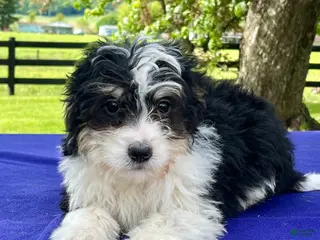 Bernedoodle dogs for sale: Nelson - Ad 4