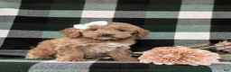 Cockapoo dogs for sale: Marlaina - Ad 3