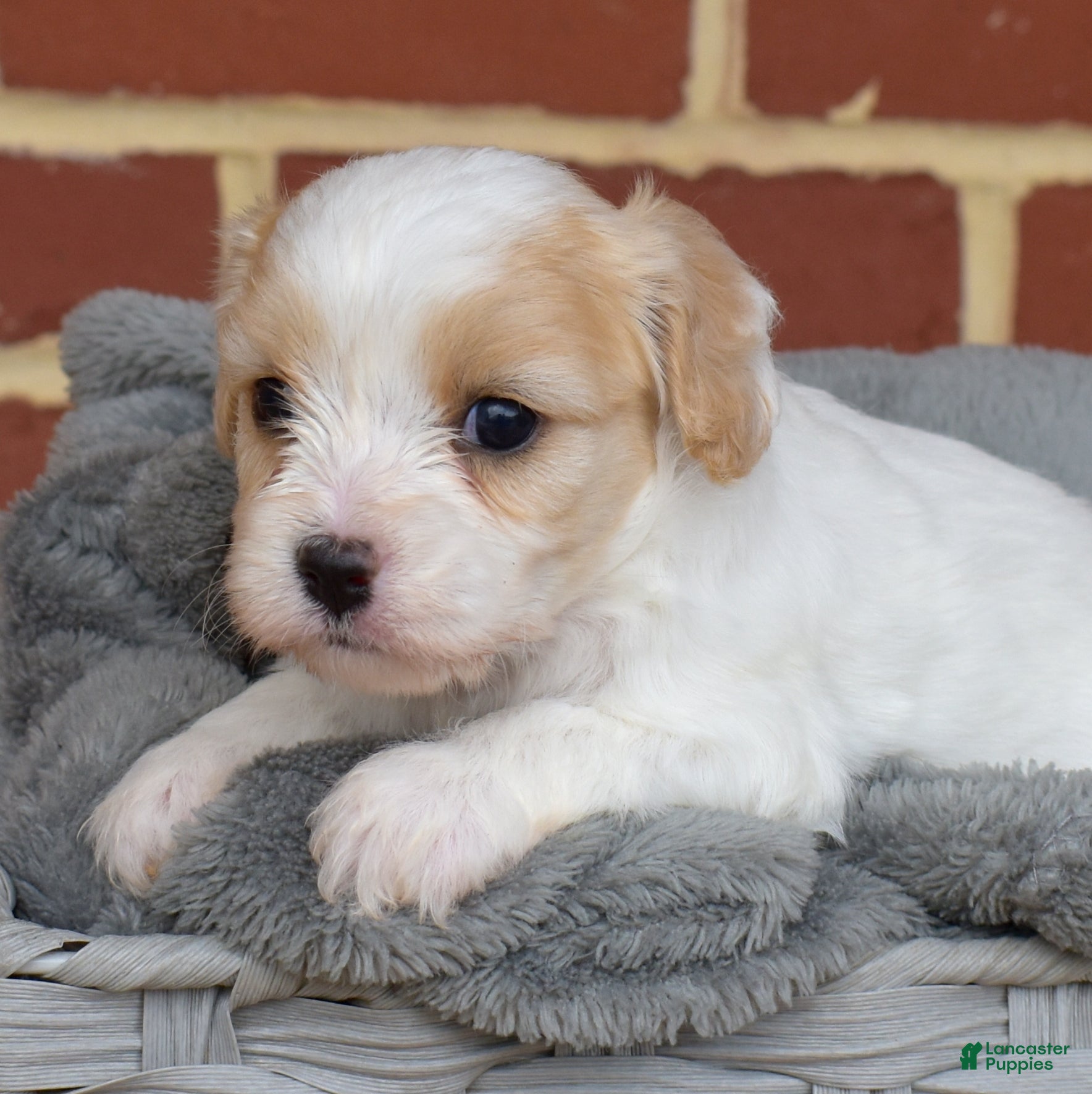 Cavachon dogs London - Ad 1