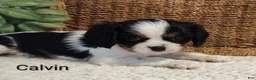 Cavalier King Charles Spaniel dogs for sale: Calvin - Ad 1