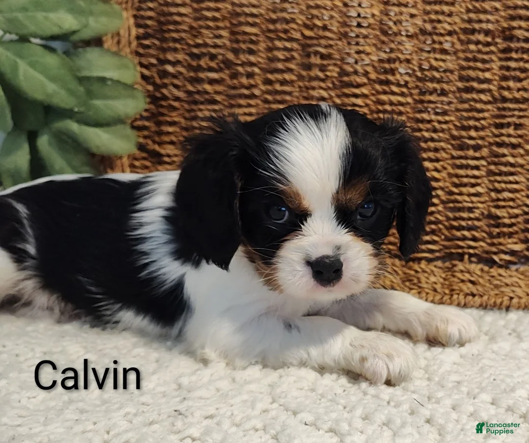 Cavalier King Charles Spaniel dogs for sale: Calvin - Ad 1