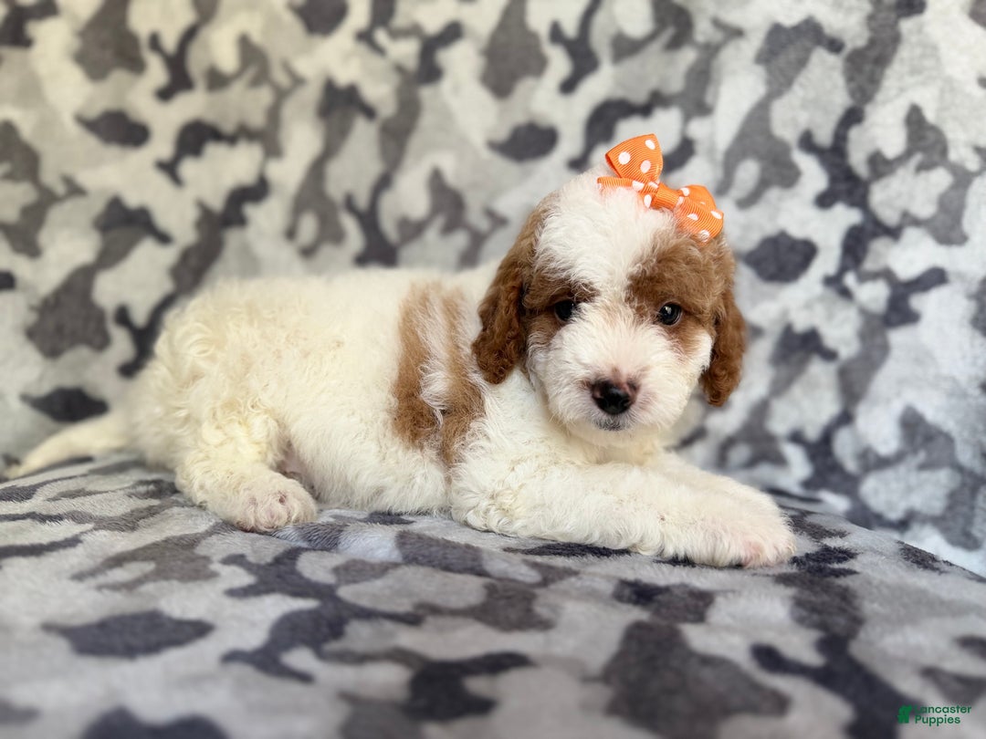 Cavapoo dogs for sale: Waffle - Ad 3